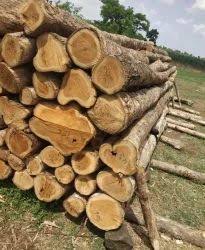 Lumber Park™ High quality Indian teak cut pieces - Image 7